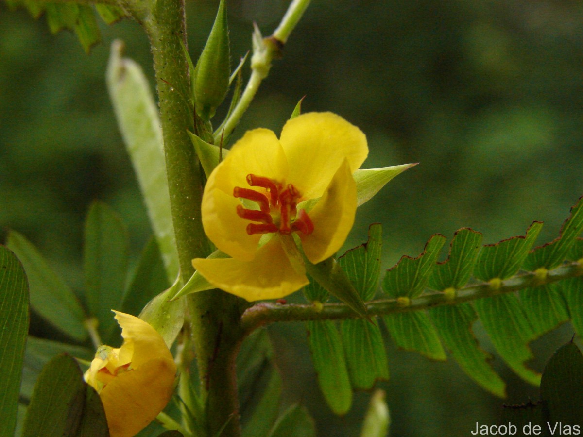 Chamaecrista nictitans (L.) Moench
